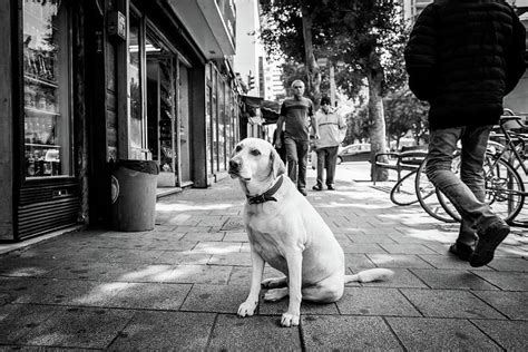 City Dog Photograph By Dennis Diatel Pixels