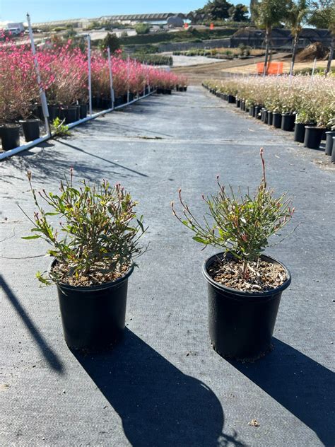 Buy Gaura Lindheimerii Whirling Butterflies