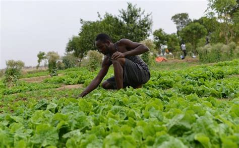 Agriculture Ivoirienne Les Outils De La Croissance Le Coq Chante