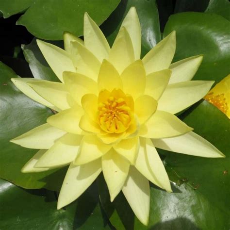 Joey Tomocik Water Lily Chalily Ponds Gardens