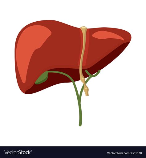 Liver Cancer Svg