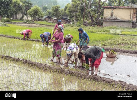 Group Of Indian Village Woman Farmers Working In A Paddy Field Stock