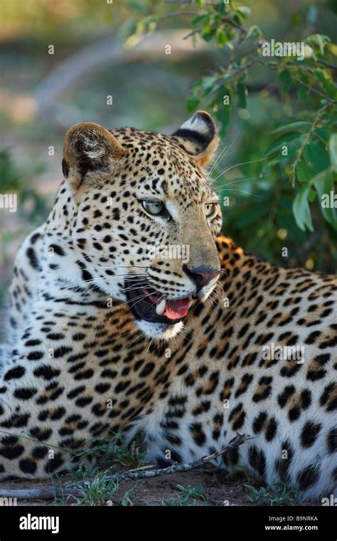 Leopard Resting In The Bush Kruger National Park South Africa Stock