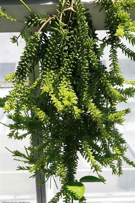 Rhipsalis Varieties: 21 Easy to Grow Mistletoe Cactus Types