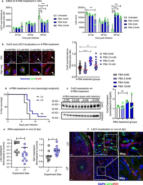 4 Pba Induced Alteration Of Cx43 Expressed By Gja1 Mrna Alters Lacv