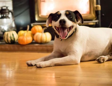 Foster A Pet For The Holidays The Animal Foundation