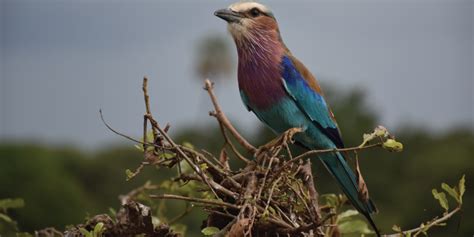 Day Trip Arusha National Park Moria Safari