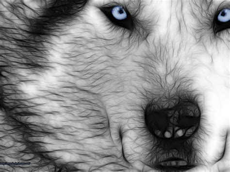 Wolf Eyes Wallpapers - Wallpaper Cave