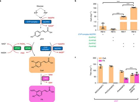 Construction Of Caa Fa Biosynthetic Pathways In Yeast A Overview Of