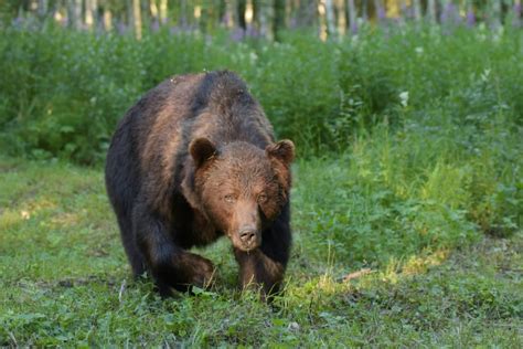 Kuhmo In Finnland Hier Kann Man Bären Beobachten