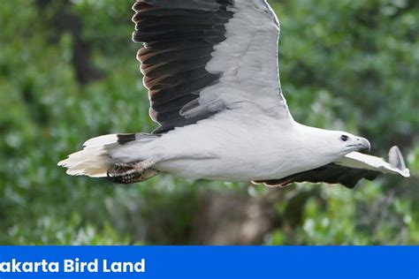 Ancol Gelar Eksplorasi Burung Peringati Hari Puspa Dan Satwa Nasional