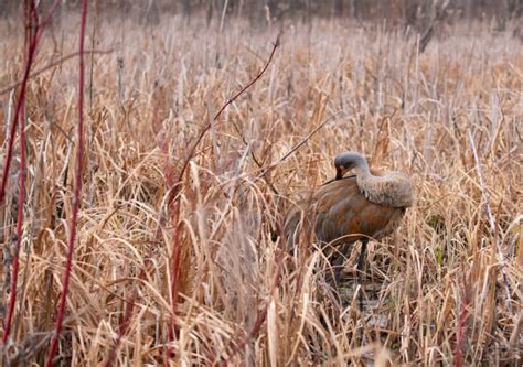 20 Funny Sandhill Crane Stock Photos Pictures And Royalty Free Images