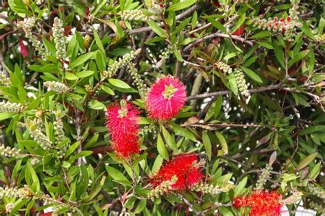 Bottlebrush Plant Varieties and Care - Callistemon citrinus