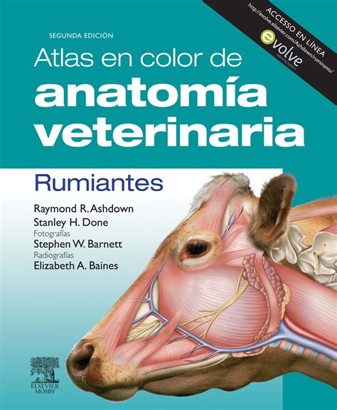 Mvzdocs Atlas En Color De Anatomia Veterinaria Rumiantes Da Ed