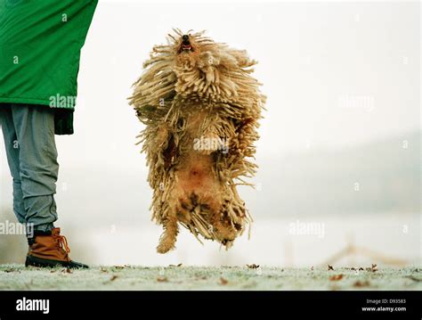 Puli Dog Jump Hi Res Stock Photography And Images Alamy