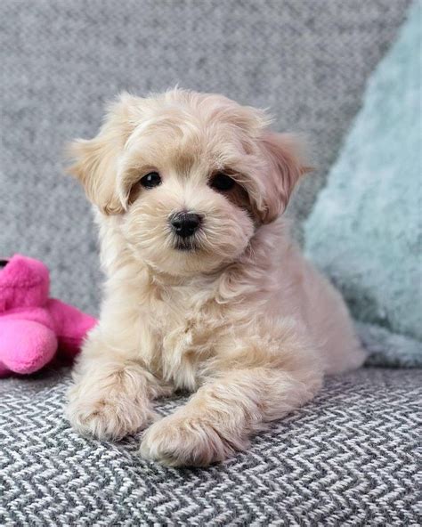 Maltipoo Puppies For Sale Near Me Under 500 Cheap Maltipoo