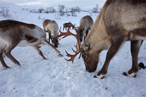 Reindeer Could Be Killed Off By Climate Change, Study Says | TIME