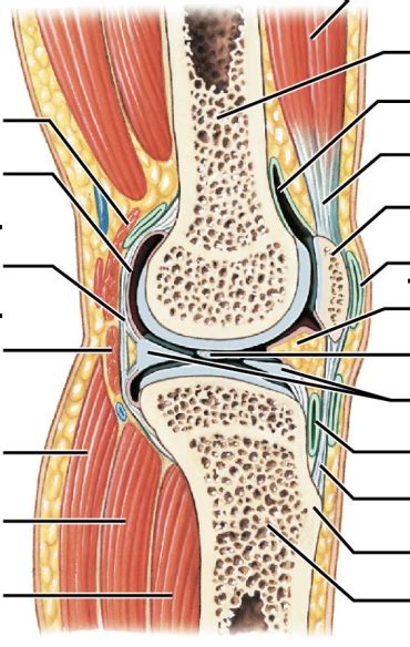 Figure 8 1b Structure Of Synovial Joint Diagram Quizlet