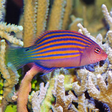 Six Line Wrasse Pseudocheilinus Hexataenia Wrasse Fish Saltwater