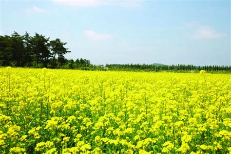 珲春市马川子乡：擦亮“花名片”，催生“花经济”延边广播电视台官网（汉文） 延边信息港（汉文）