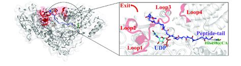 Reaction coordinate definition in umbrella sampling for the most ...