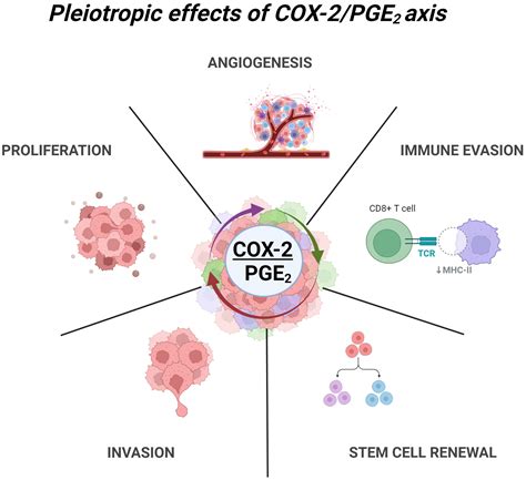 Frontiers Pleiotropic Effects Of The Cox Pge Axis In The