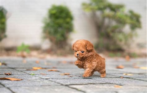 How Much Are Micro Minature Teacup Poodles