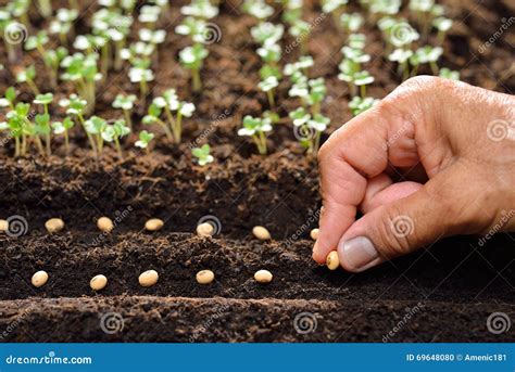 Planting Seeds Stock Photo Image Of Cultivated Nature 69648080