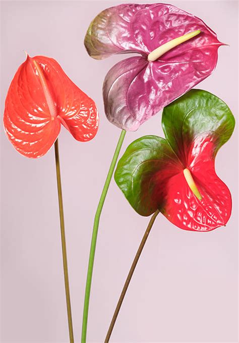 Купить цветы оптом в Москве от прямого поставщика «7ЦВЕТОВ»