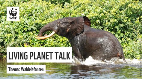 Wwf Living Planet Talk Waldelefanten Youtube