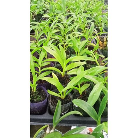 Jual Species Dendrobium Stratiotes Shopee Indonesia