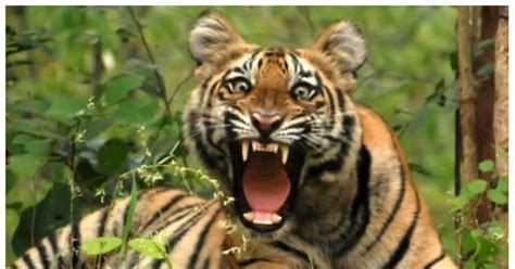 Pilibhit Tiger Reserve इस रास्ते से गुजरना है तो बरतें सावधानी टाइगर ने जमा रखा है डेरा