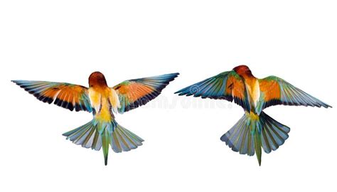 Colorful Birds In Flight Isolated On White Stock Photo Image Of