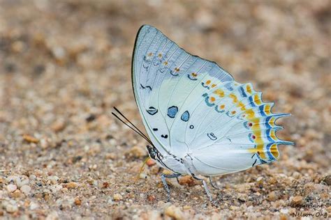 Jewel Nawab Polyura Delphis Polyura Delphis Nymphalidae Better