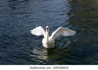 Whit Swan Swimming On River Limmat Stock Photo Edit Now