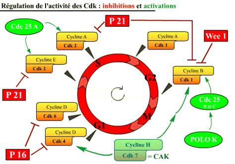 Schéma complet intégrant les activations et les inhibitions des Cdk