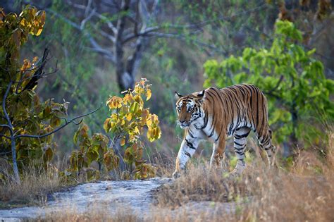 Bandhavgarh Tiger Photography Tour - Private Guided Safaris