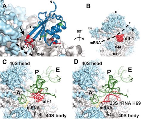 Crystal Structure Of The Eukaryotic 40S Ribosomal Subunit In Complex