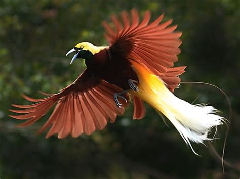 Greater Bird Of Paradise Flying