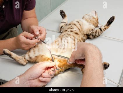 Castration Of A Male Cat Stock Photo Alamy