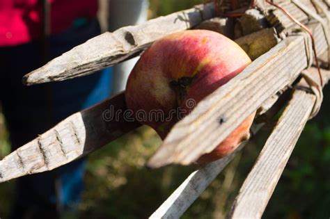 Apple Harvesting With Fruit Picking Tool From High Tree Stock Image