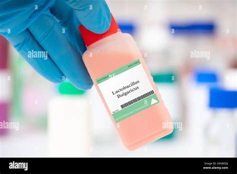 Lactobacillus bulgaricus fungus Used for yogurt fermentation Stock Photo - Alamy