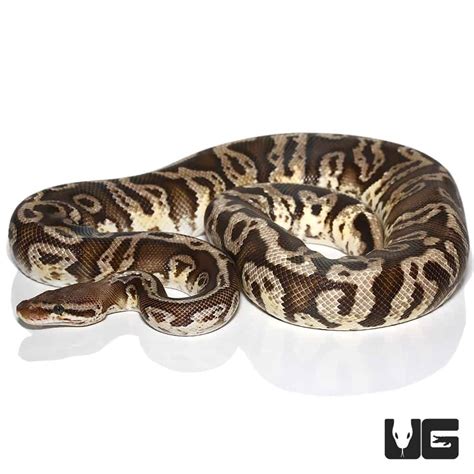 Pastel Firefly Hidden Gene Woma Ball Python (Python regius) For Sale - Underground Reptiles