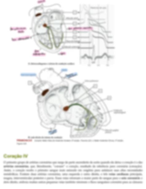 SOLUTION Anatomia coração netter para colorir Studypool