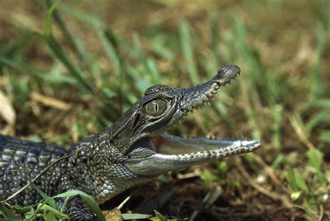 New Guinea Crocodile Baby New Guinea Photograph by Konrad Wothe - Pixels