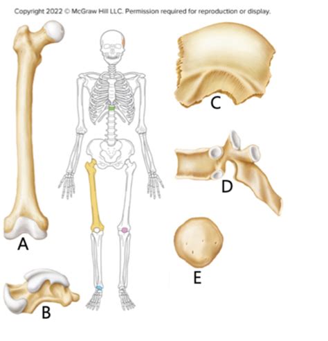 Anatomy Physiology Chapter Skeletal System Sb Flashcards Quizlet