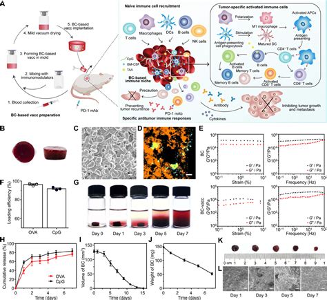 An Implantable Blood Clotbased Immune Niche For Enhanced Cancer