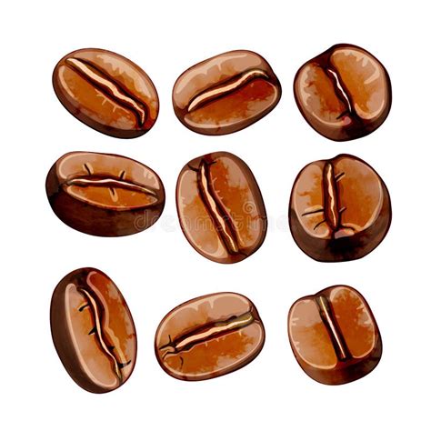 Isolated Watercolor Coffee Beans Vector Set Stock Vector Illustration