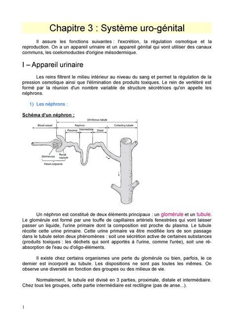 CM7 Anatomie comparée des vertébrés Chapitre 3 Système uro génital