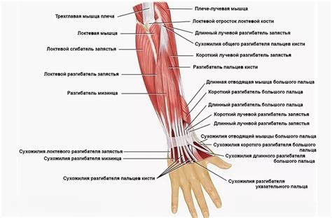 Анатомическое строение руки человека с названиями названия базовых